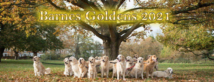 Barnes Goldens