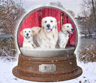 Xmas Cards
